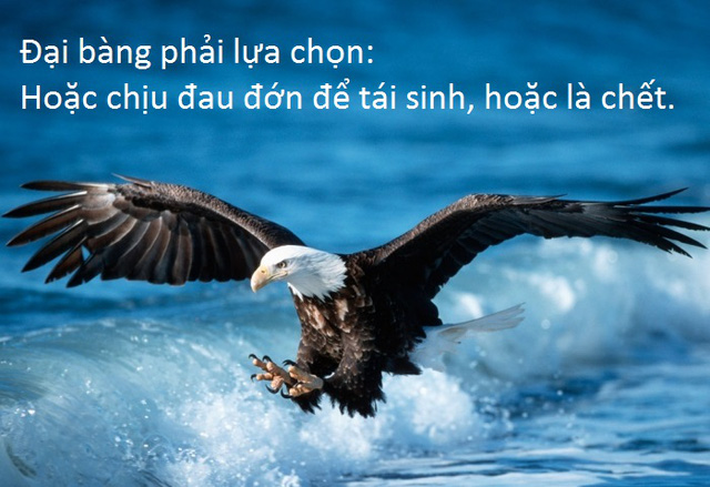 Đại Bàn Và Bài Học : Tái Sinh Hay Là Chết